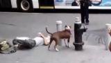 Choc: La police du NYPD tire sur un chien d'un SDF