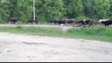 Accident: Un camion ecrase un troupeau de vaches